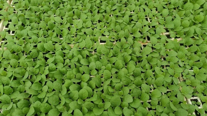 科学管理助力烟草生产—西南大学项目组前往巫山烟草基地单元调研