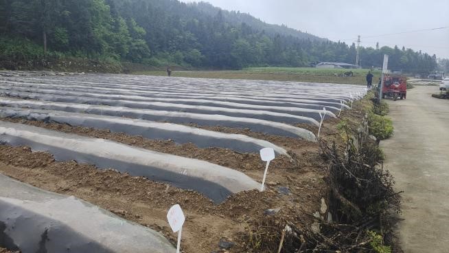 以调查研究推动高质量示范区建设-酉阳苍岭开展烟叶基地新品种小区试验