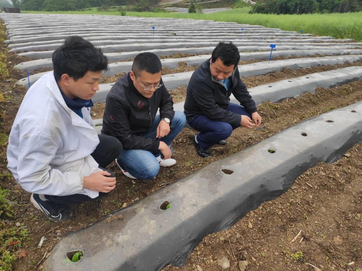 “粮烟融合”正谱写烟叶基地建设新篇章—酉阳苍岭