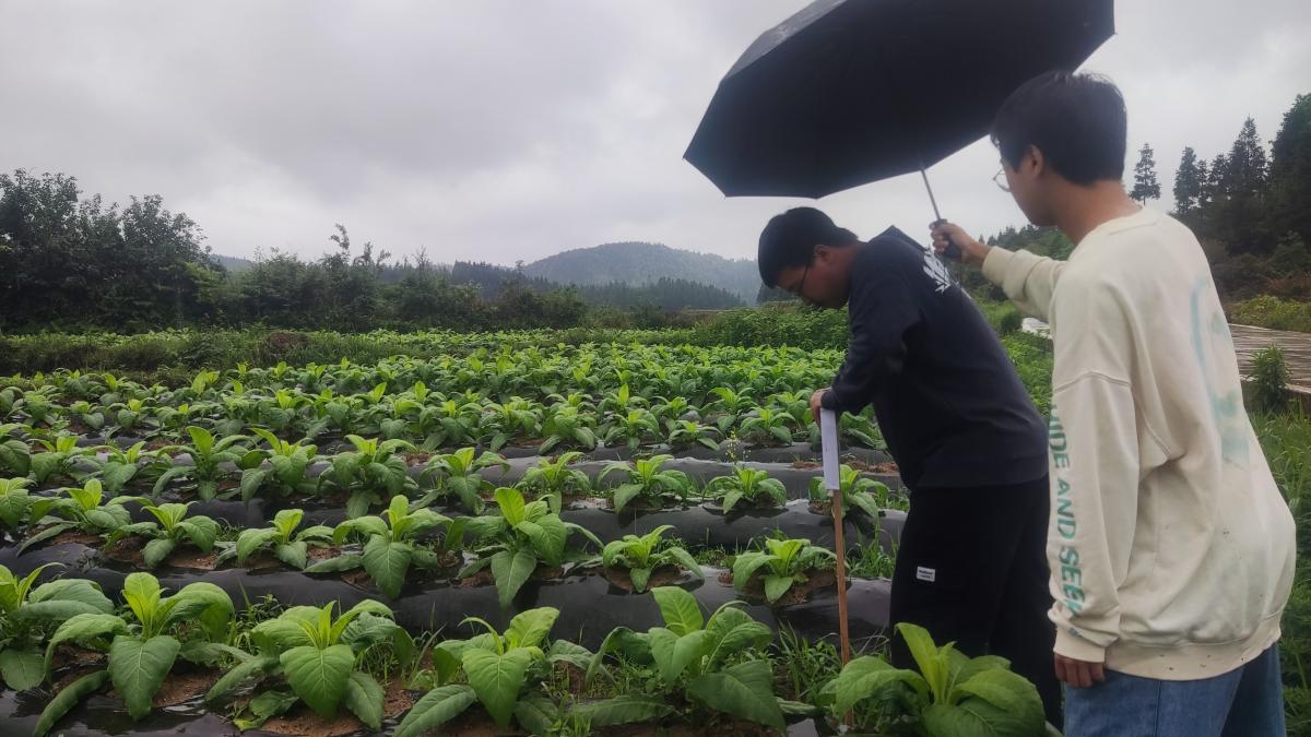 西南大学烟草植保团队在黔东南州天柱示范区开展技术工作