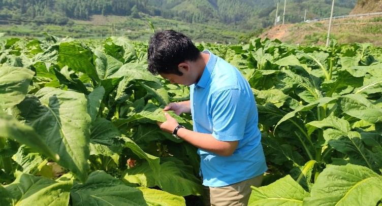 西南大学植保团队前往广西百色烟草基地开展调研