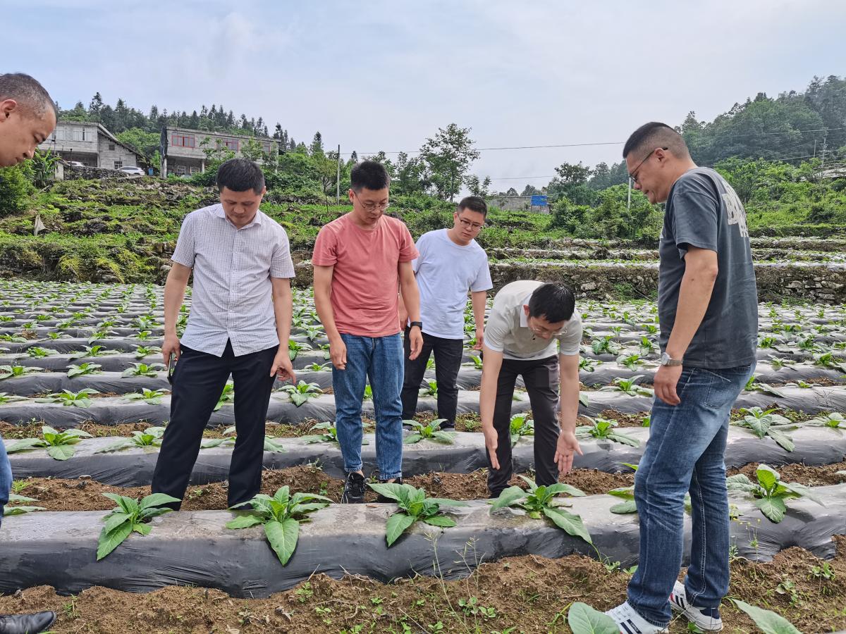 重庆中烟肖庆礼博士赴彭水调研烟株长势