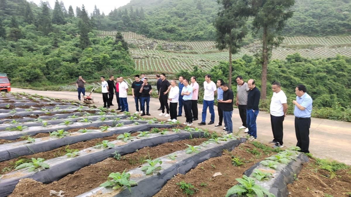 彭水县润溪乡烟草种植基地召开小培土培训会