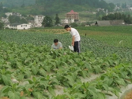 心系烟农-西南大学植保团队赴遵义开展项目工作