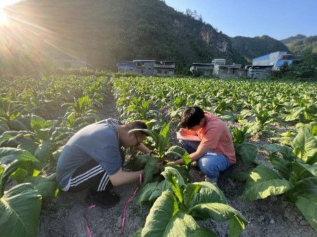 紧跟烟叶生产—西南大学烟草植保团队赴安顺开展项目工作