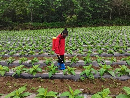 彭水双星基地单元开展小区试验