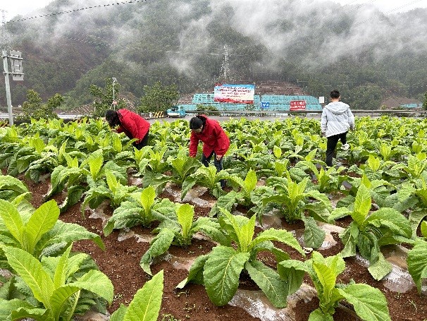 “厚植爱农情怀，练就兴农本领”，会理烟草科技小院在行动