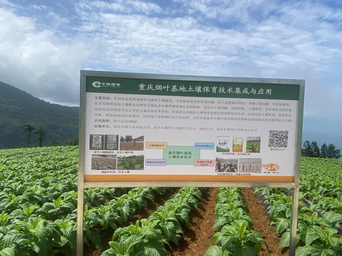 西南大学植保团队前往彭水平安烟叶基地单元调研