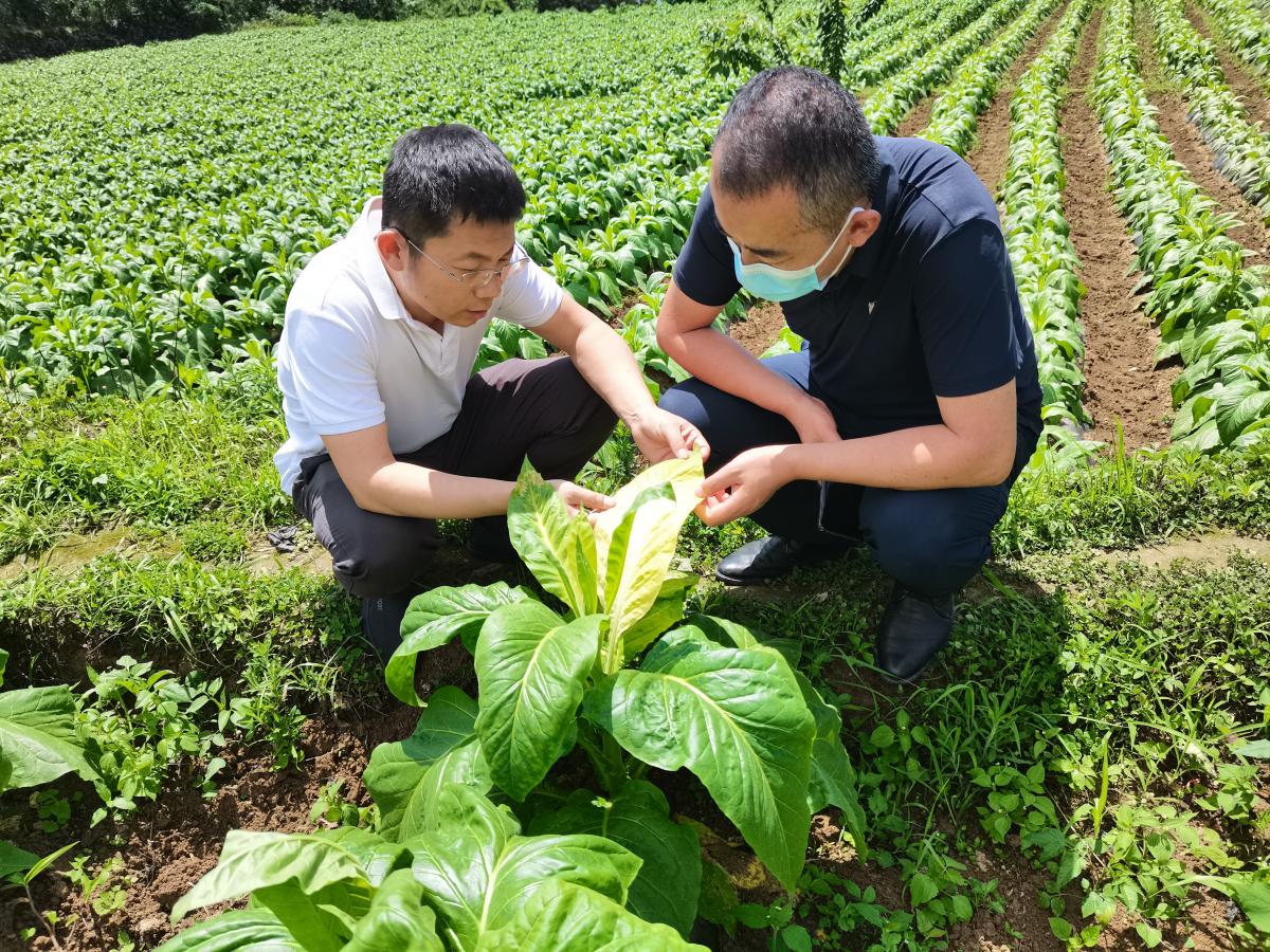 精准把控—重庆中烟肖庆礼博士赴彭水调研