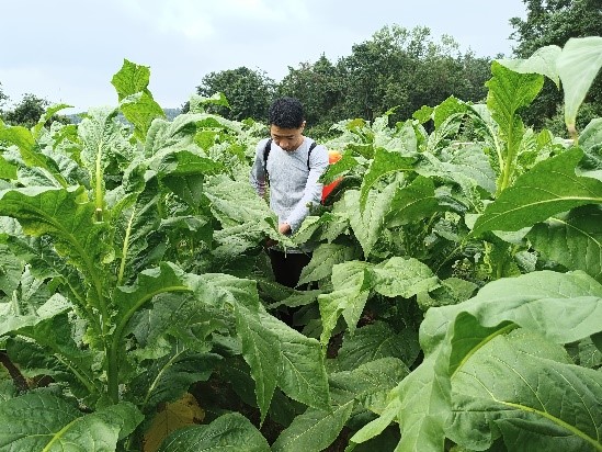 西南大学烟草植保团队在瓮安珠藏 开展工作