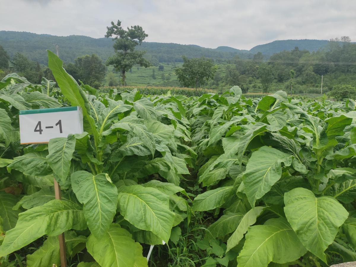 龚滩烟草种植基地单元开展小区试验病害调查