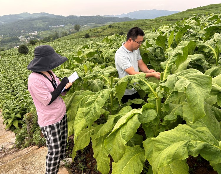 西南大学烟草植保团队在铜仁开展根茎病害调研工作
