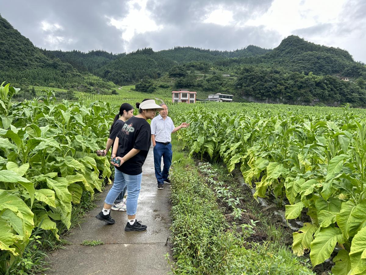 西南大学植保团队在宜宾筠连开展工作