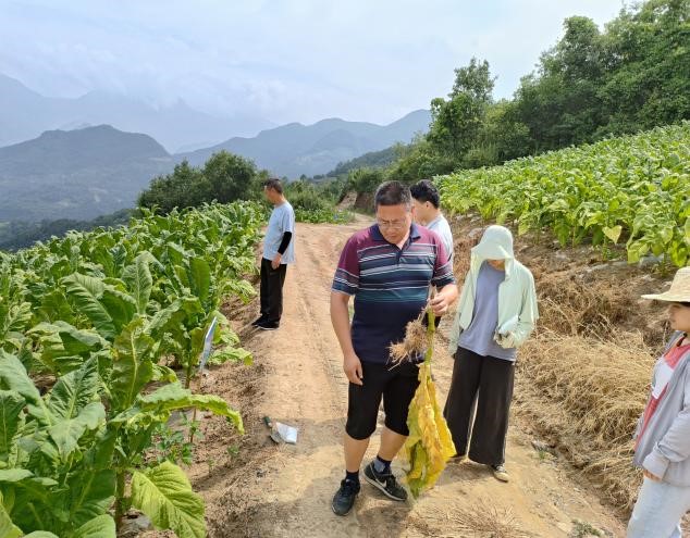 西南大学植保团队在汉滨、旬阳开展调研工作