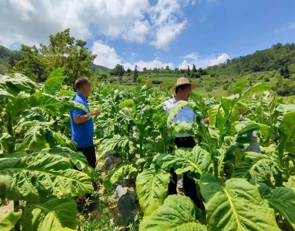 西南大学植保团队成员赴平利、镇坪开展调查工作