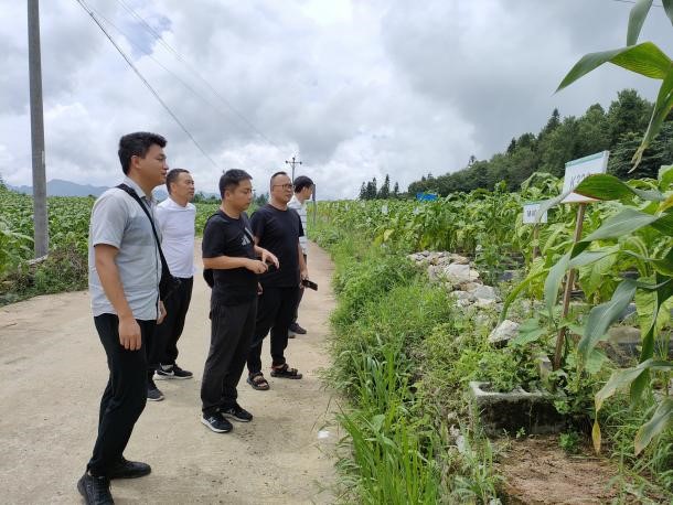 湖南中烟高军平博士赴酉阳苍岭品种示范区调研