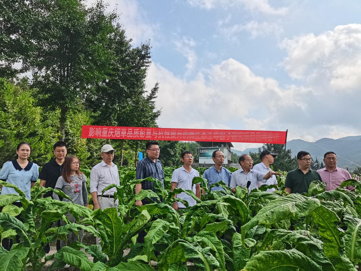 《影响重庆烟叶品质彰显与抗性提升的微生态主导因子研究》田间鉴评会顺利召开