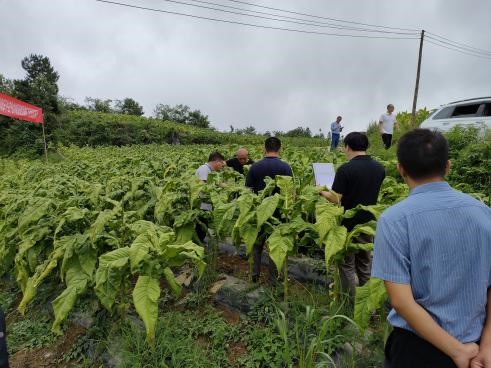 酉阳苍岭召开“新品类卷烟核心原料BFO/BFF生产技术体系研究及推广”项目田间鉴评会