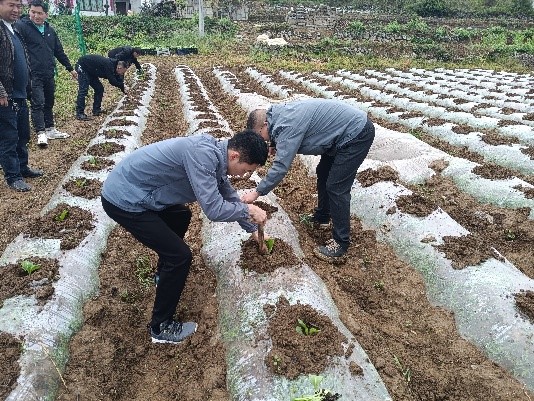 烟苗吐新绿 移栽正当时—西南大学烟草植保团队在黔南瓮安开展烟苗移栽工作