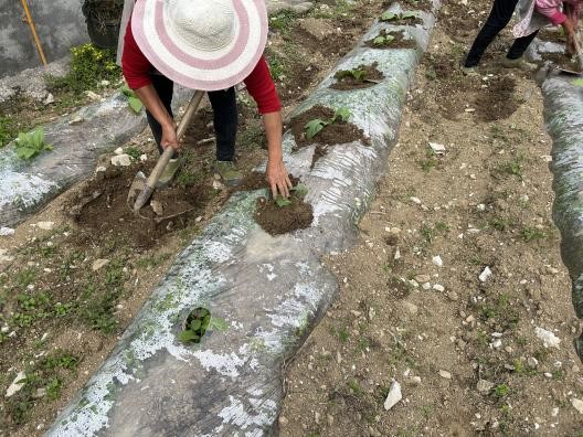 西南大学烟草植保团队在四川省宜宾市筠连县蒿坝镇烟区开展工作