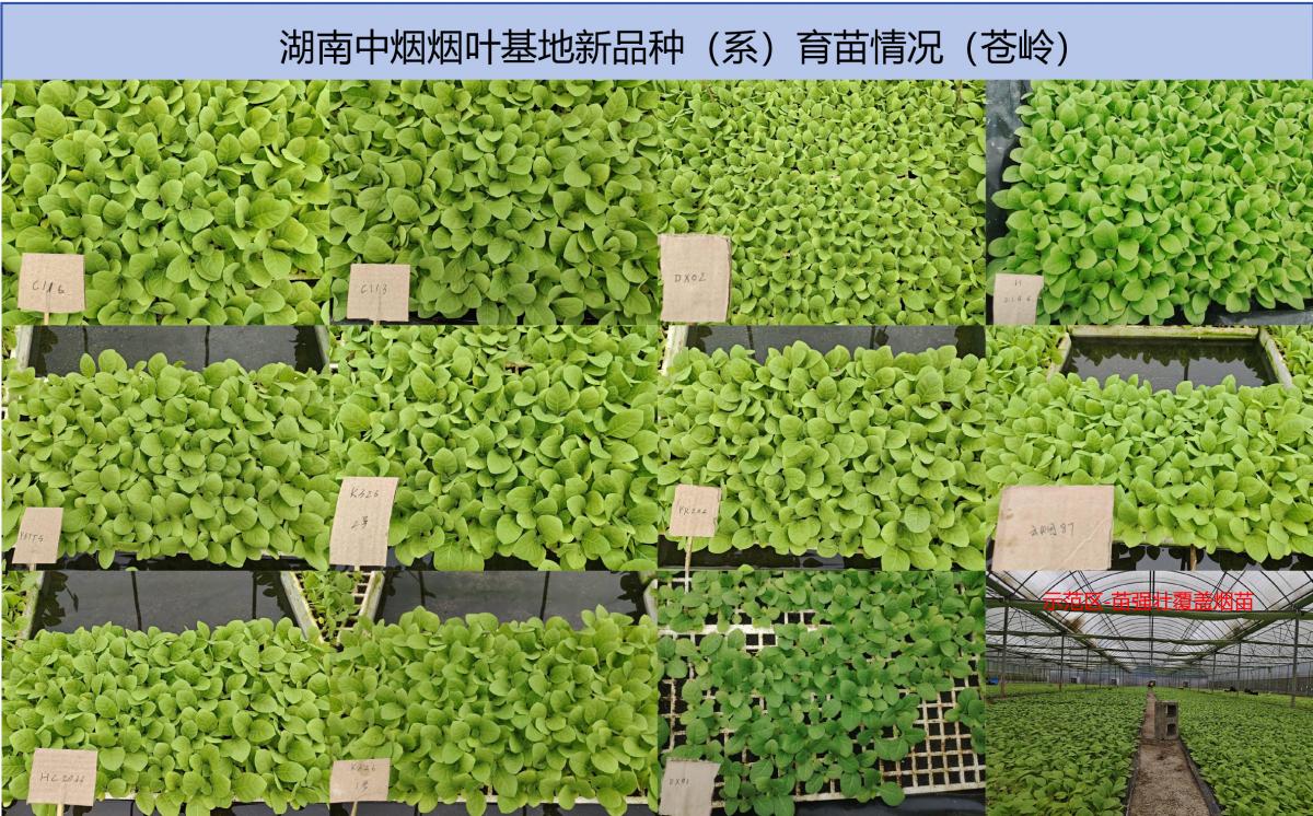 湖南中烟原料基地新品种（系）比较试验顺利开展