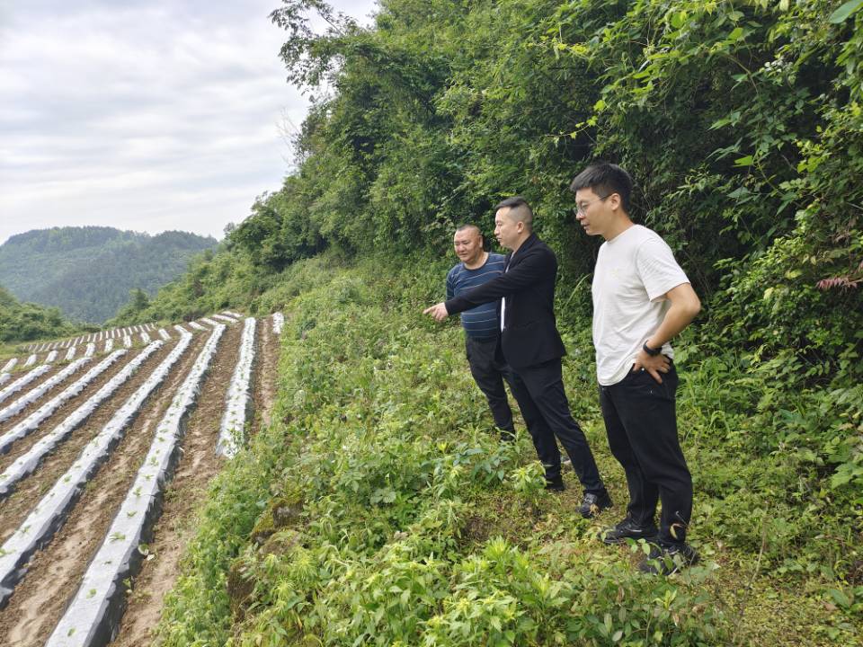 紧跟时序节点，确保烟苗移栽