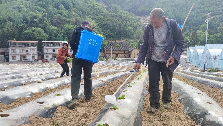 西南大学植保团队赴重庆市巫山县进行小区试验处理