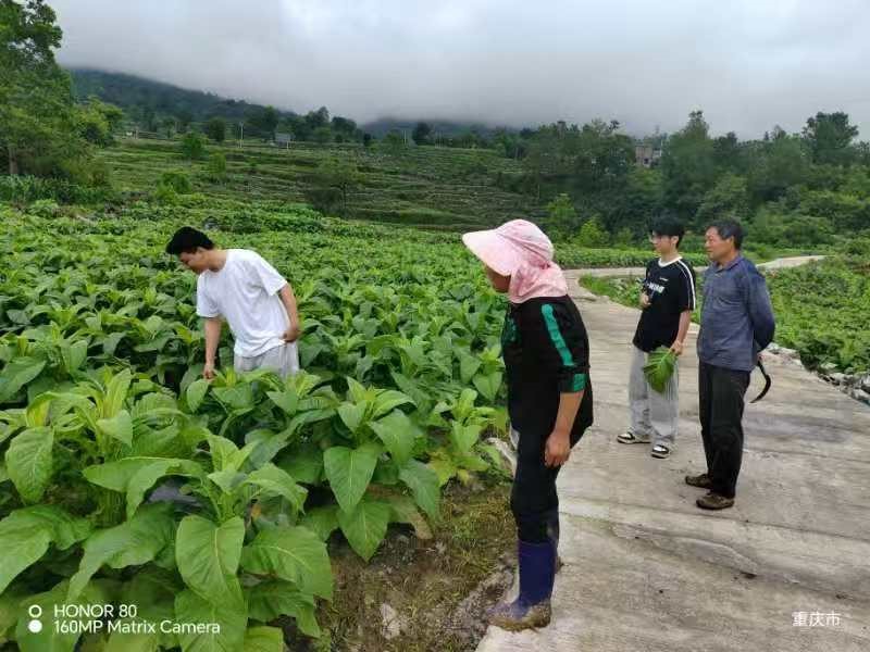 重庆酉阳龚滩基地小区试验顺利进行