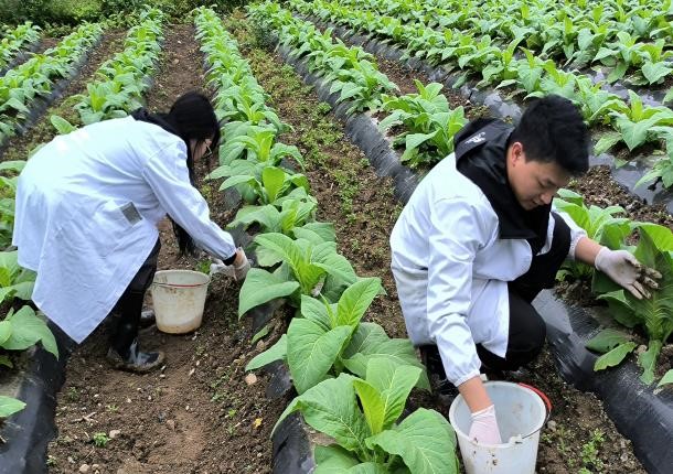 同时间赛跑—黔江科技小院各项工作的落实