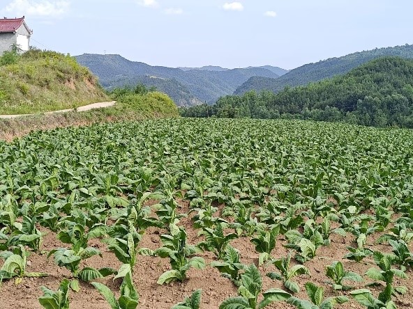 扎根烟农群众，解决基层困难事