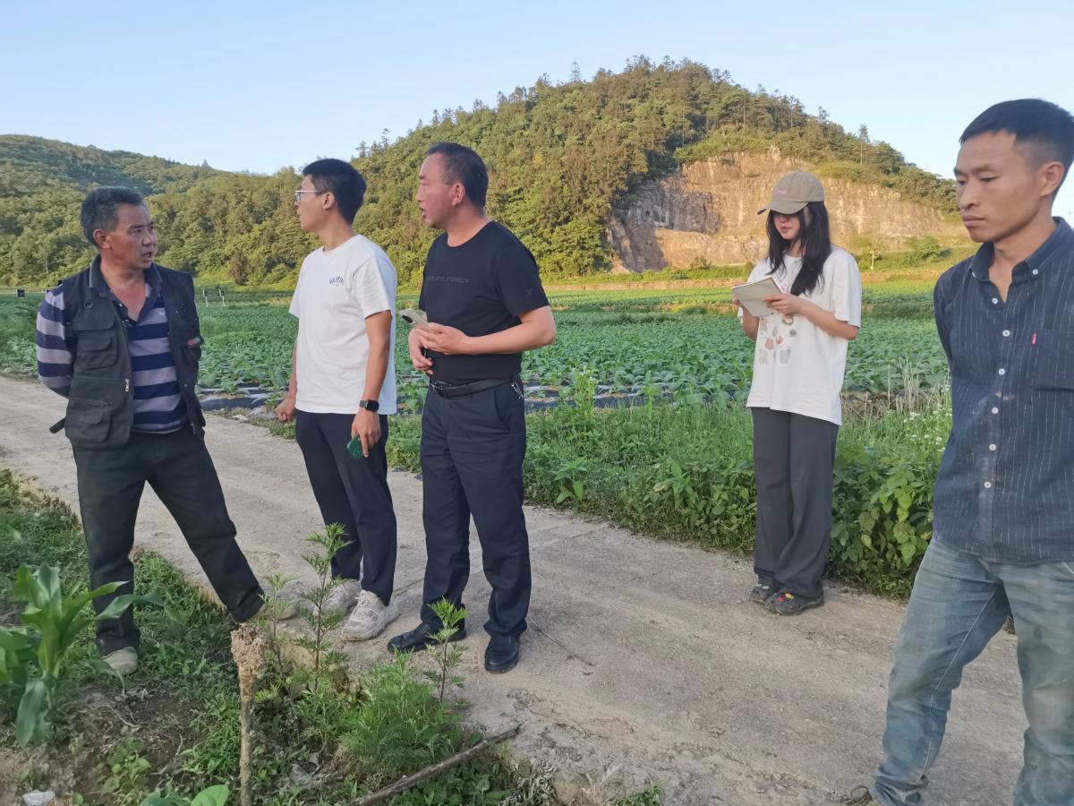 西南大学烟草植保团队在重庆彭水落实绿肥种植翻压技术