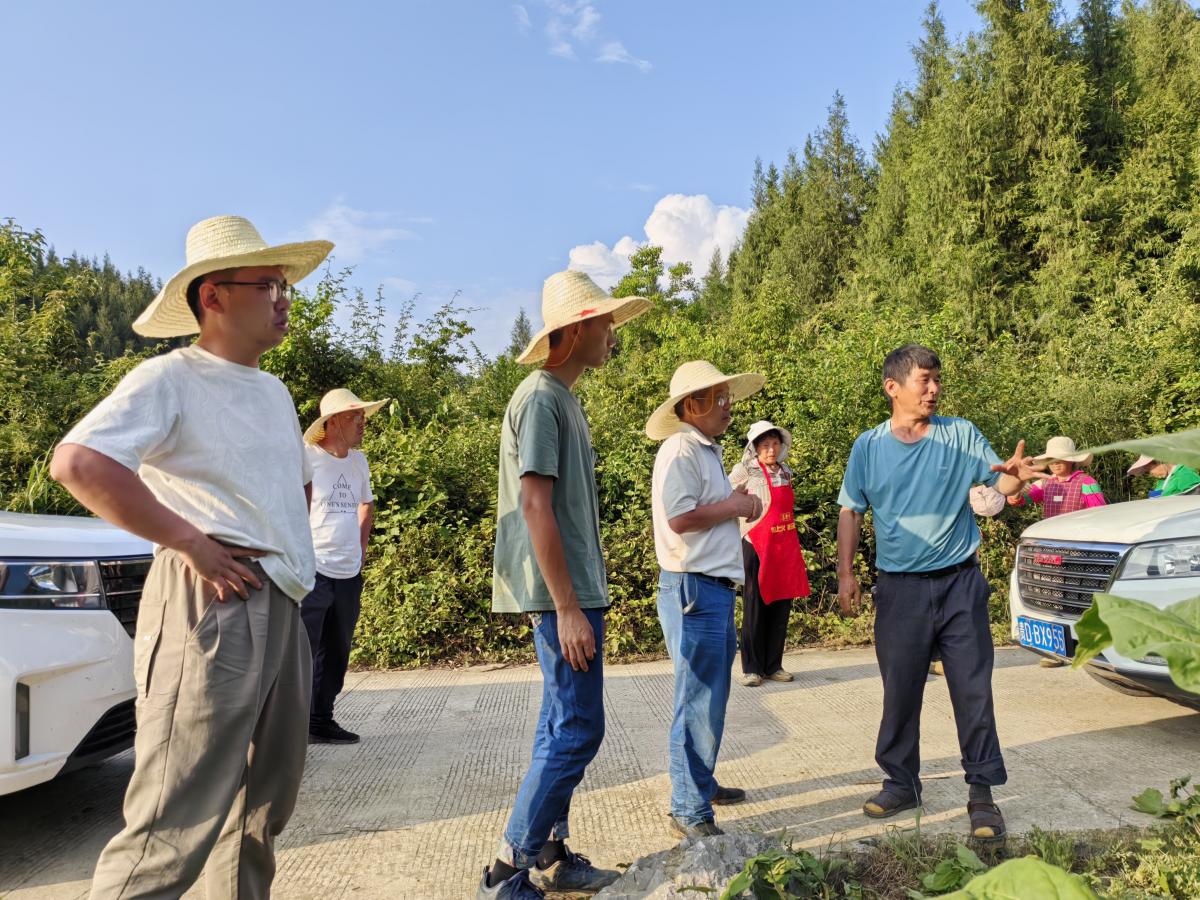 丁伟教授团队深入田间地头，指导烟草根茎病害防治工作