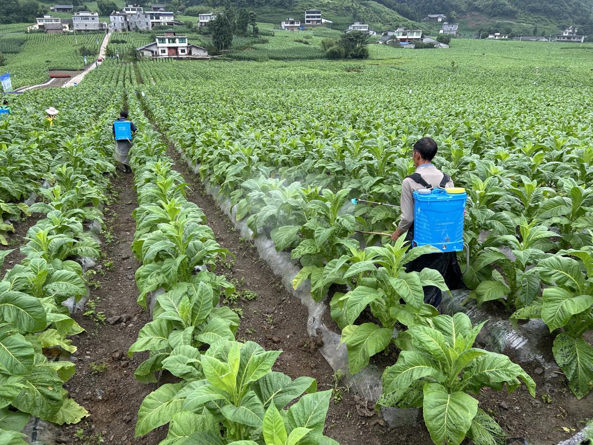 烟株叶面消毒防治烟草叶部病害