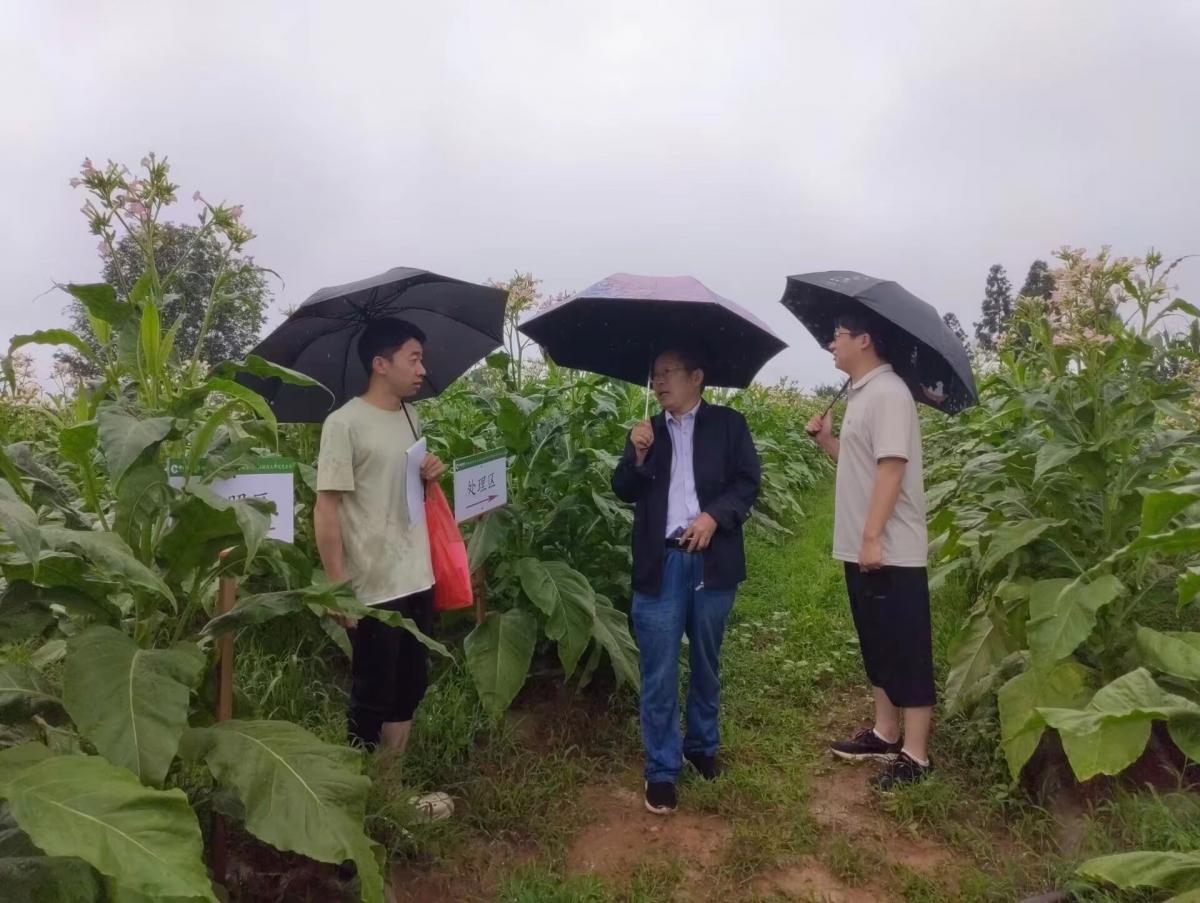 西南大学丁伟教授在贵州福泉示范区调研指导绿色防控工作