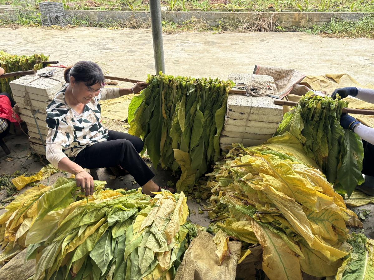 贵州省天柱示范区见成效烟草喜获丰收