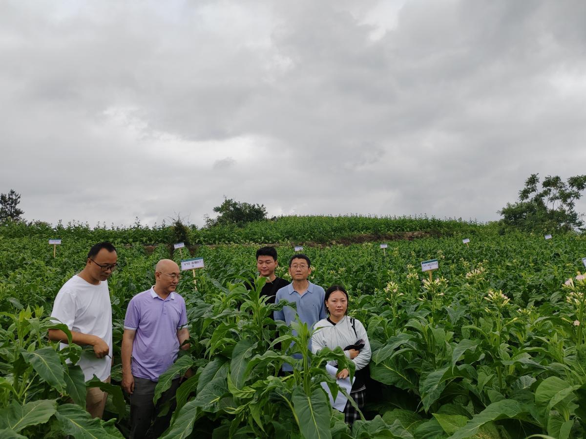 湖南中烟赴重庆酉阳、遵义余庆开展基地单元田间鉴评