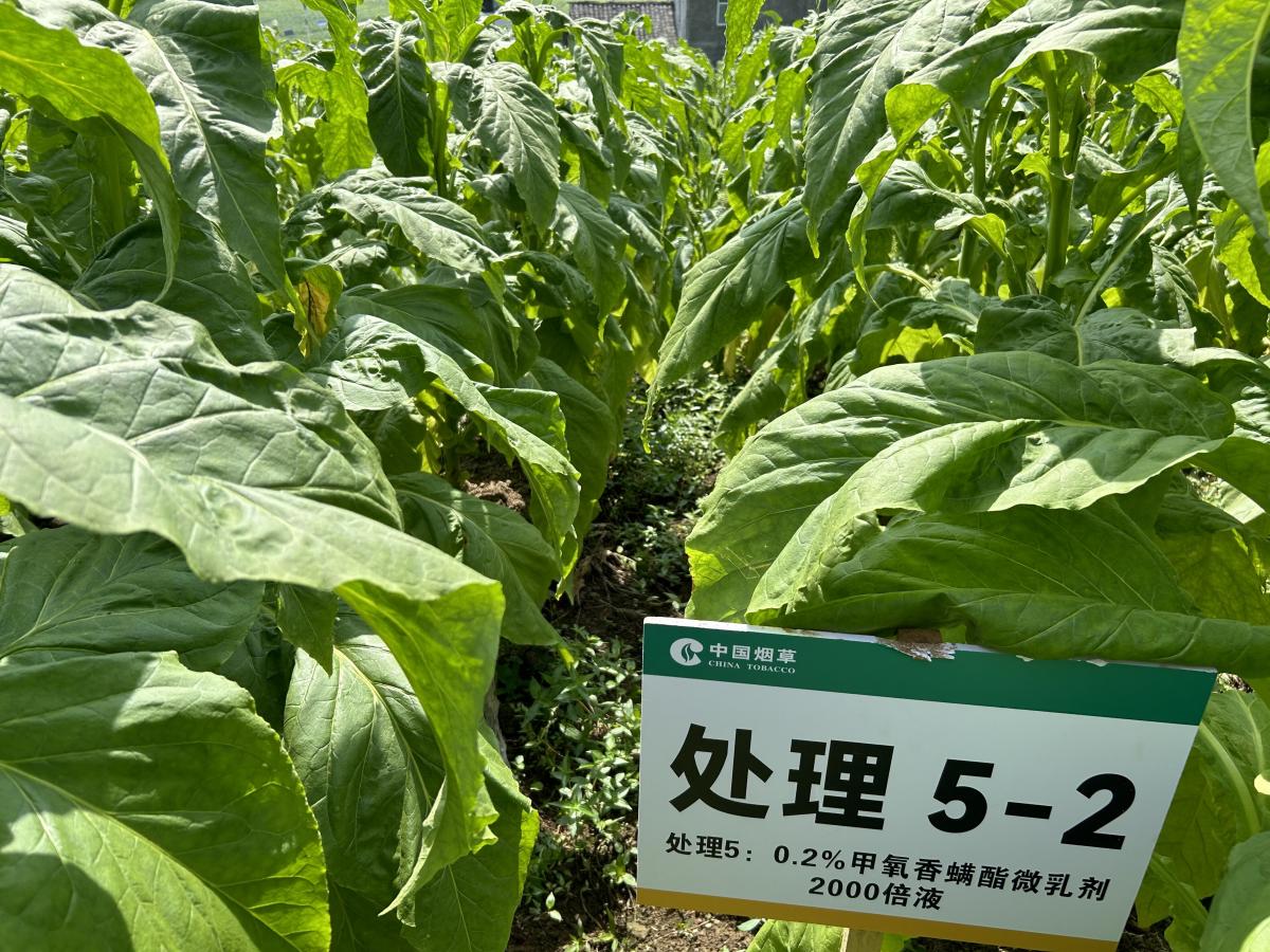 西南大学烟草植保团队在宜宾蒿坝烟草种植基地开展病害调查