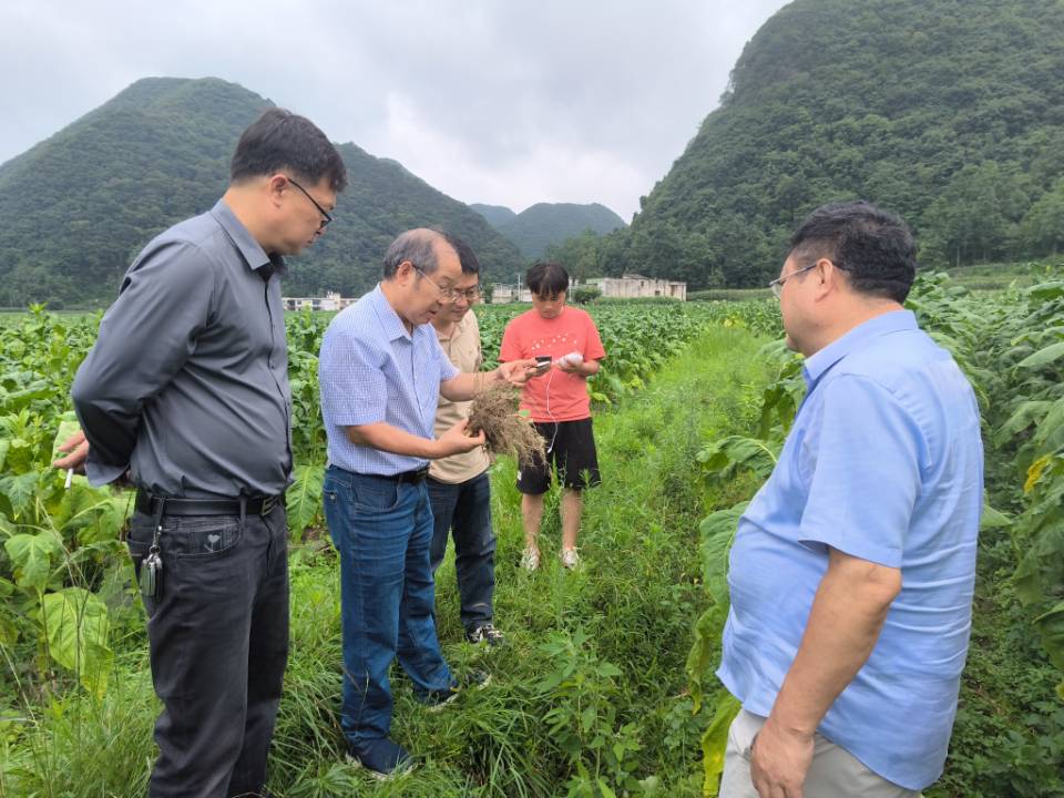 安顺杨武示范区田间鉴评顺利进行
