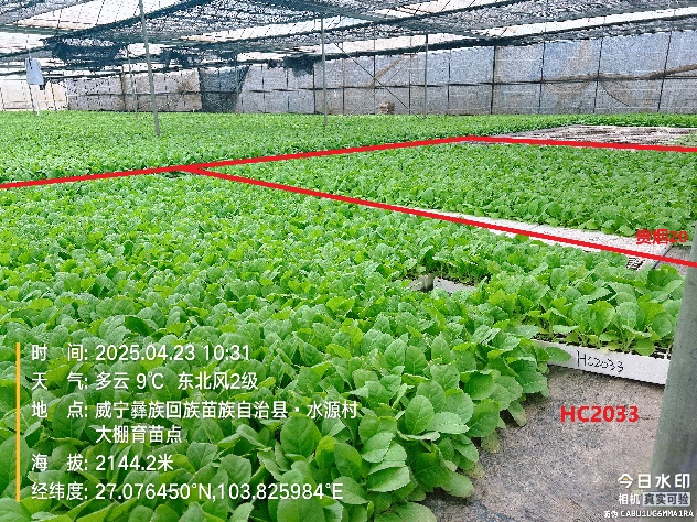 西南大学项目组赴毕节威宁开展移栽前期工作
