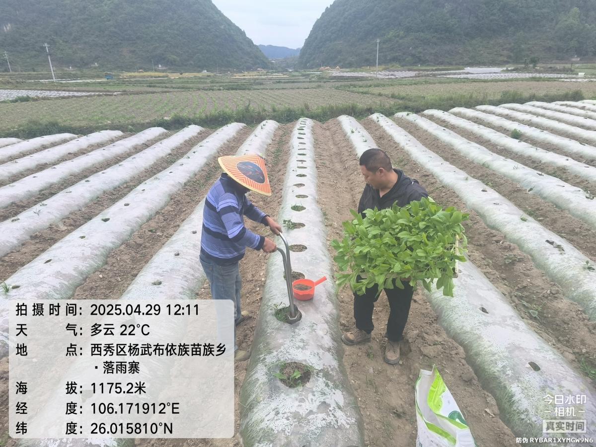 抢抓农时移栽忙 烤烟种植绘新景