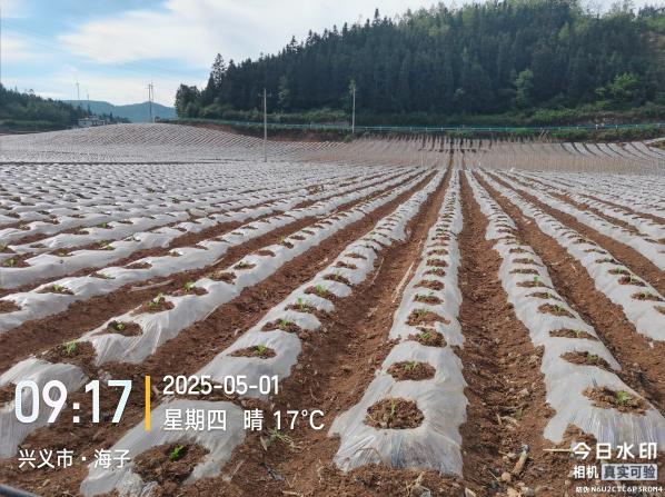 科技赋能产业兴 田间地头展作为