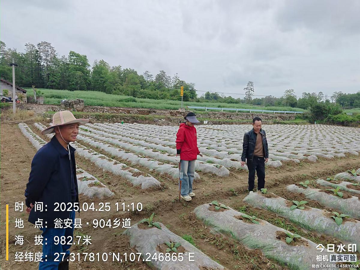 西南大学烟草植保团队助力瓮安高水、高枧同田对比区完成关键农事操作