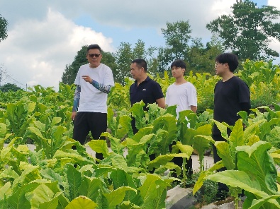 龚滩烟叶工作站领导实地观摩烟草病害防控试验成效